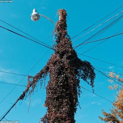 日本网站免费